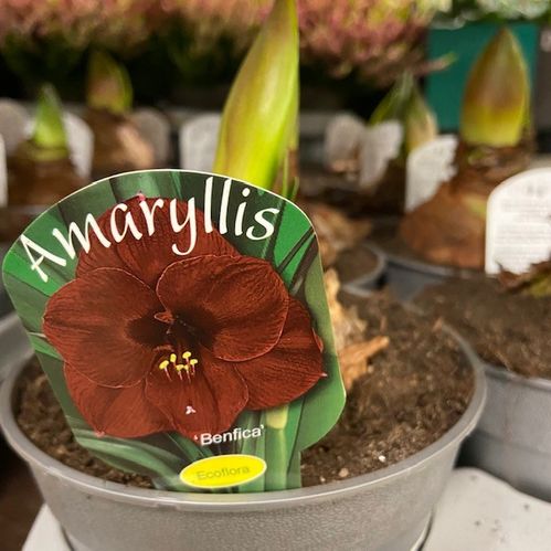 AMARYLLIS BENFICA MÖRKRÖD K:13CM x8