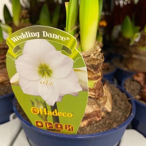 AMARYLLIS VIT K:13CM BLÅ x8