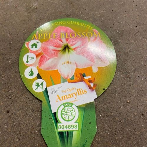 AMARYLLIS APPLE BLOSSOM K:13CM x8
