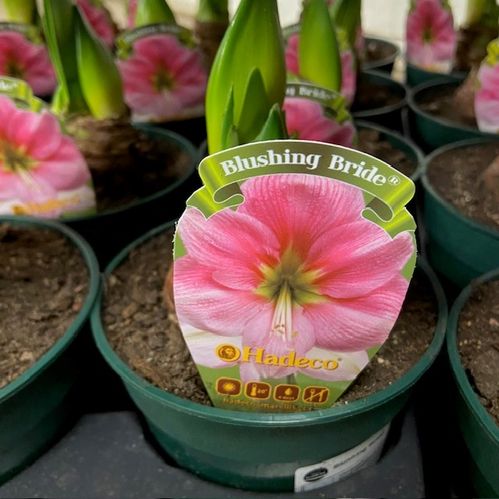 AMARYLLIS BLUSHING BRIDE K:13CM x8