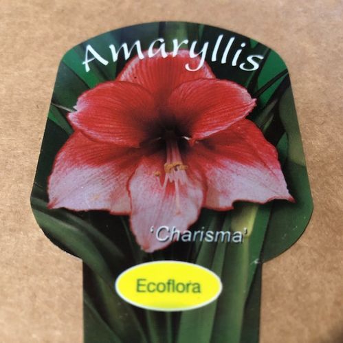 AMARYLLIS CHARISMA RÖDVIT x8