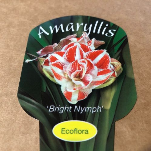 AMARYLLIS BRIGHT NYMPH K:14CM x8