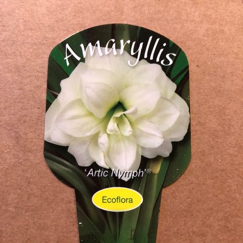 AMARYLLIS ARCTIC NYMPH K:13CM x8