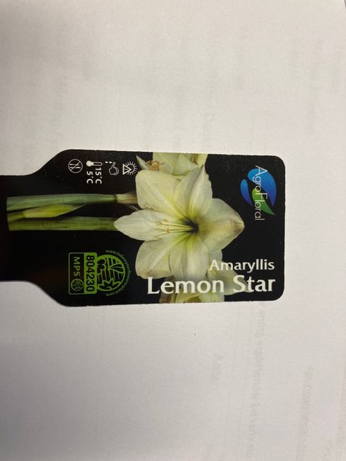 AMARYLLIS LEMON STAR x8