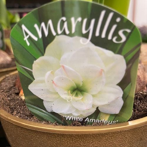 AMARYLLIS WHITE AMADEUS JUMBO GULD K:14CM x8