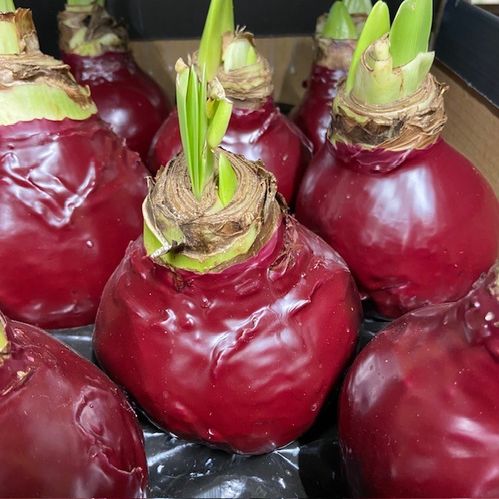 AMARYLLIS VAXAD MÖRKRÖD x6