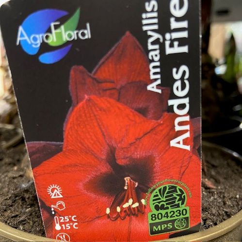 AMARYLLIS ANDES SUNSET/FIRE M-RÖD K:14CM GULD x8