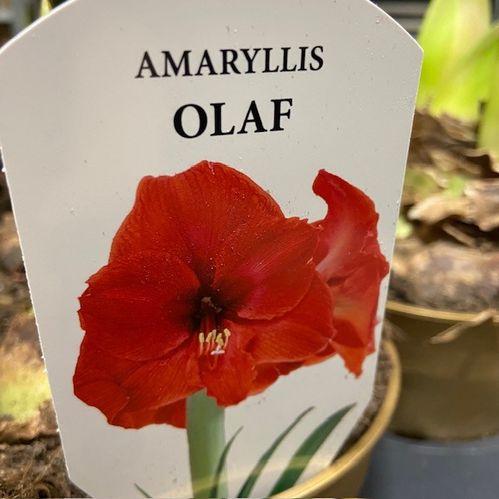 AMARYLLIS OLAF RÖD JUMBO GULD x8