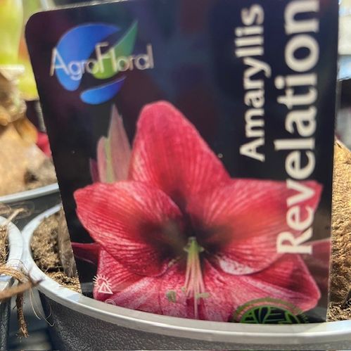 AMARYLLIS REVOLATION K:13CM SILVER x8