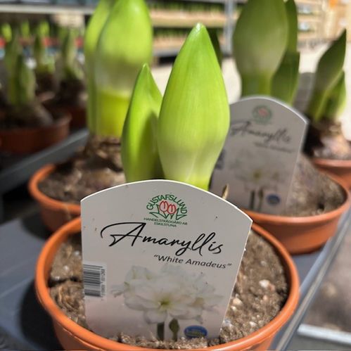 AMARYLLIS W.AMADEUS EXKLUSIV GL x6