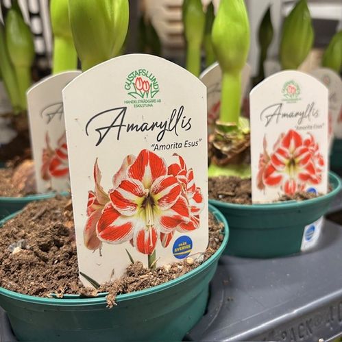 AMARYLLIS AMORITA ESUS RÖD-VIT K:13CM x8
