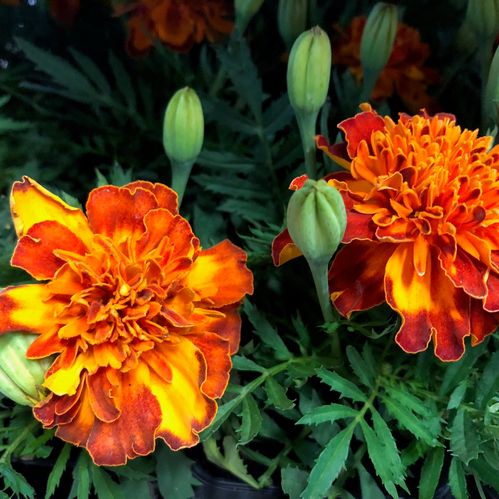 TAGETES x24