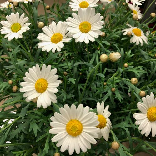 MARGUERITE BUSK K:18CM