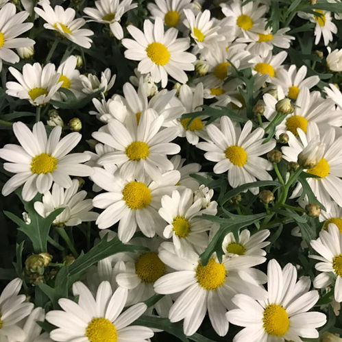 MARGUERITE DK x12