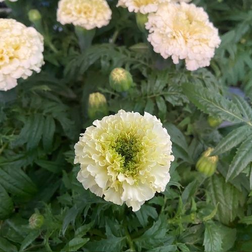 TAGETES STORBLOM VANILLA DK K:12CM x10