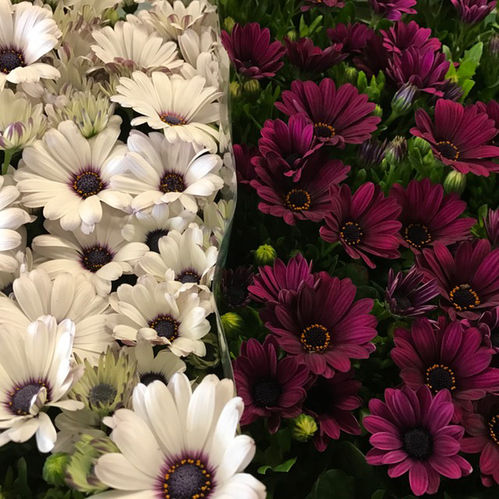 OSTEOSPERMUM AFRIK MARGUERITE NL x12