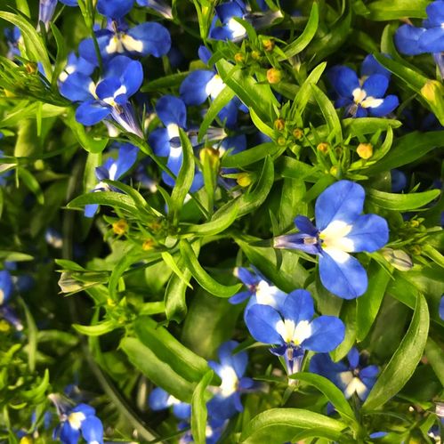 LOBELIA HÄNG BLÅ x24