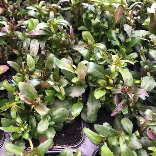 LOBELIA KANT BLÅ x24