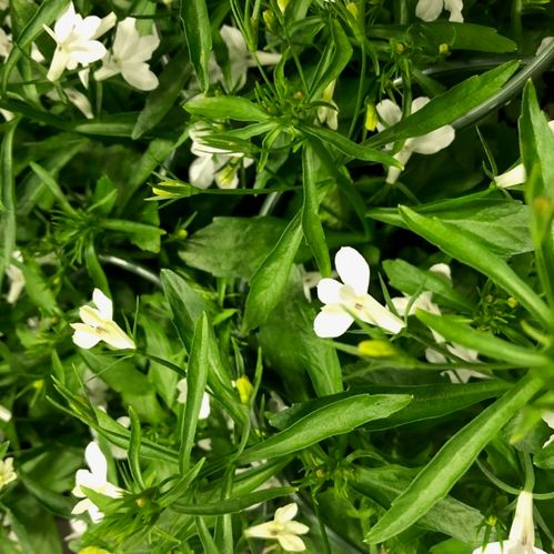 LOBELIA HÄNG VIT x24