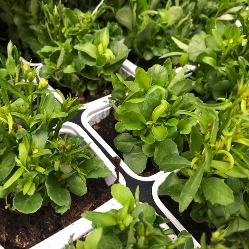 LOBELIA KANT VIT x24