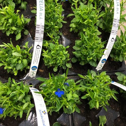 LOBELIA 6-P