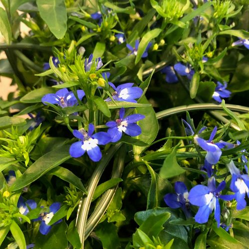 LOBELIA PENDULA BLÅ x8