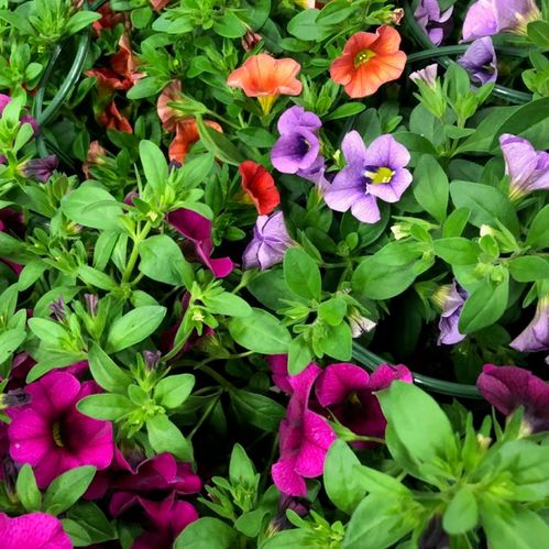 PETUNIA SMÅBLOM x24