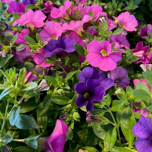 PETUNIA MILLION BELLS MIXKRUKA SG/MB x8