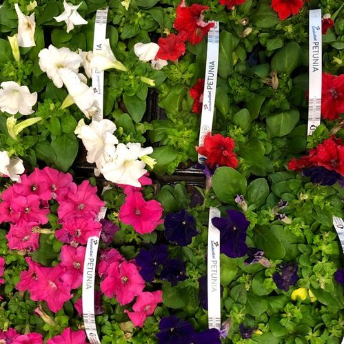 PETUNIA 6-P