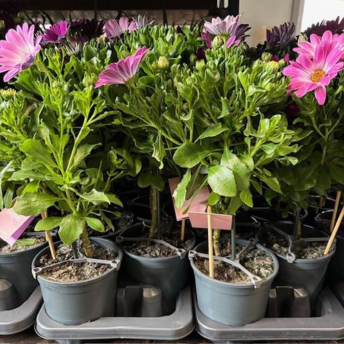 OSTEOSPERMUM STAM H:45-50CM x7
