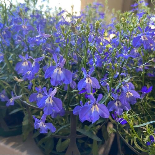 LOBELIA PENDULA ARVID BLÅ x6