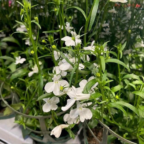 LOBELIA PENDULA ARVID VIT x6