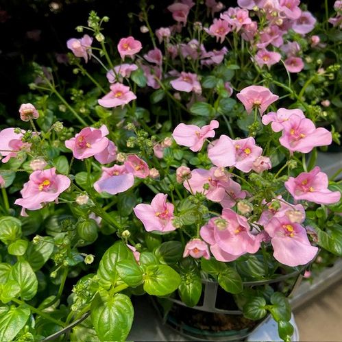 DIASCIA ARVID x6