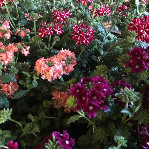 VERBENA ARVID x6