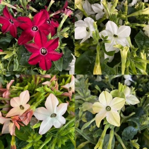 TOBAKSBLOMMA ARVID x6