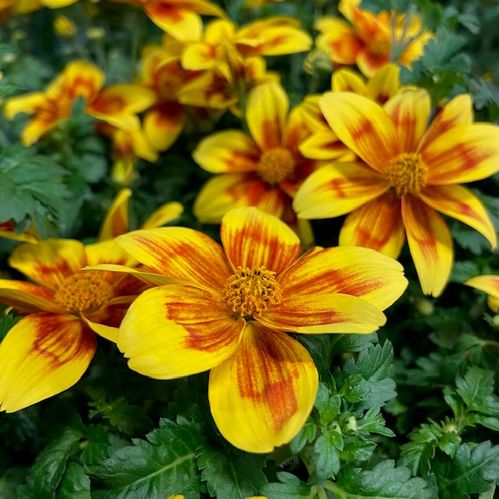 BIDENS MIX DK x8