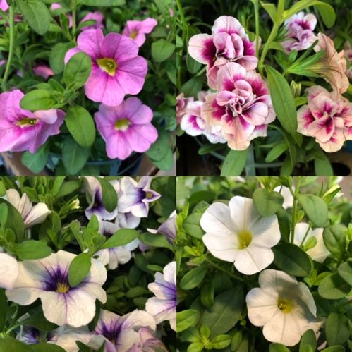 PETUNIA MILLION BELLS FRILLESÅS x8