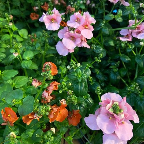 DIASCIA FRILLESÅS x8