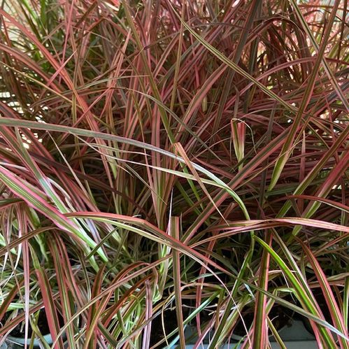 PENNISETUM FIREWORKS FRILLESÅS x8