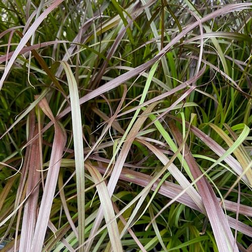 PENNISETUM CHELSEA FRILLESÅS x8