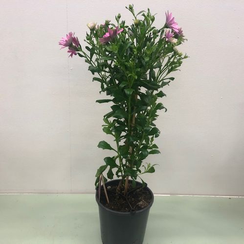 OSTEOSPERMUM STAM H:60-70CM