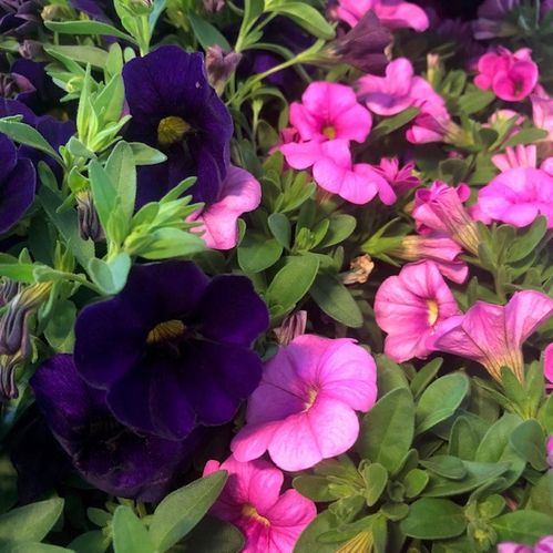 PETUNIA MILLION BELLS MIX 13CM x8