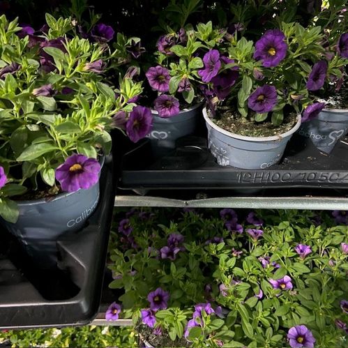 PETUNIA MILLION BELLS LÅG DK 11,5CM x10