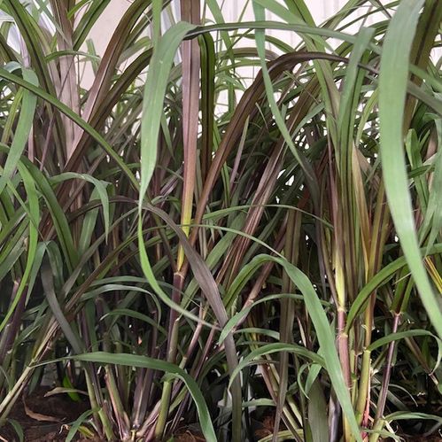 PENNISETUM VEVEY/RUBRUM FRILLESÅS x8