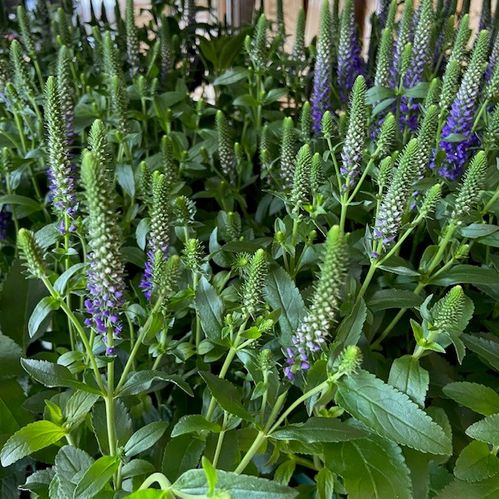 VERONICA SPICATA ARVID K:14CM x7