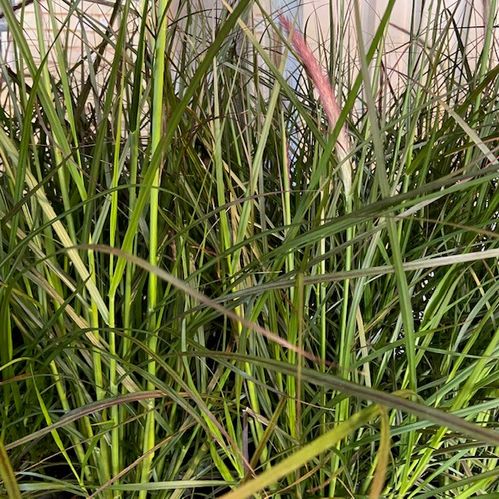 PENNISETUM VEVEY FRILLESÅS x8