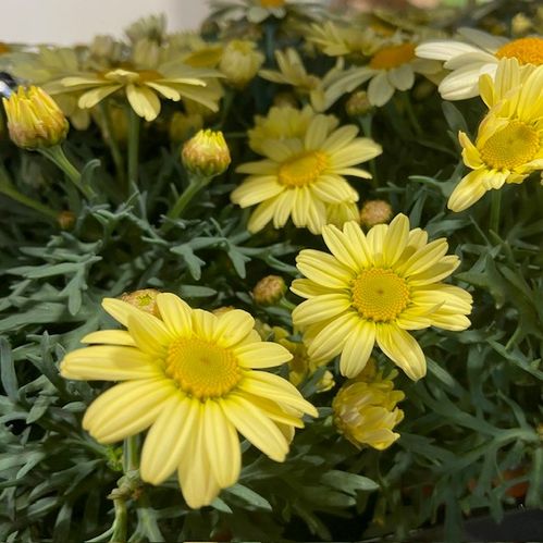 MARGUERITE LA RITA GUL K:10,5CM x12