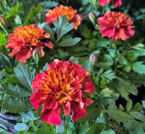 TAGETES STRAWBERRY BLONDE K:9CM x18