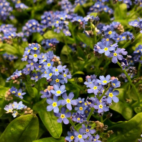 MYOSOTIS BLÅ K:12CM x8