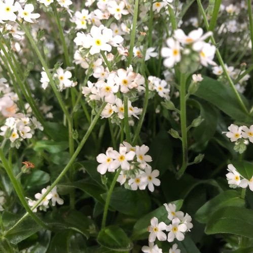 MYOSOTIS VIT K:10,5CM x12